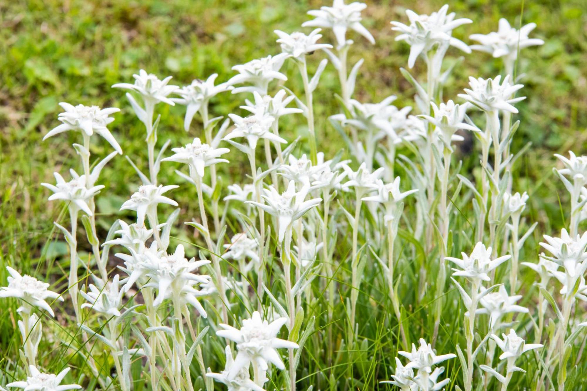 Achillea Daire Rhemes-Saint-Georges Dış mekan fotoğraf